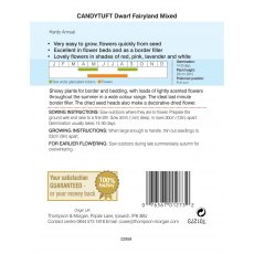 Candytuft Dwarf Fairy Mixed