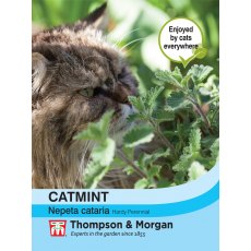 Catmint