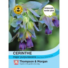 Cerinthe major purpurascens
