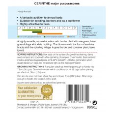 Cerinthe major purpurascens