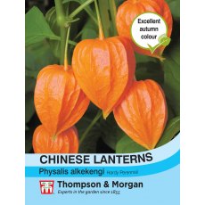 Chinese Lanterns (Physalis gigantea)