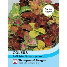 Coleus T&M Prize Strain Improved