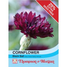 Cornflower Black Ball