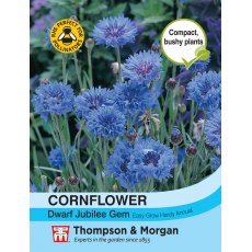 Cornflower Dwarf Jubilee Gem