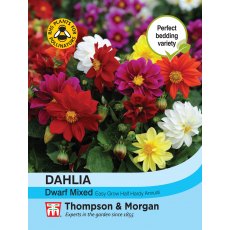 Dahlia Dwarf Mixed