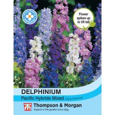 Delphinium Pacific Hybrids Mixed