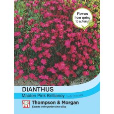 Dianthus Maiden Pink Brilliancy