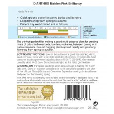 Dianthus Maiden Pink Brilliancy