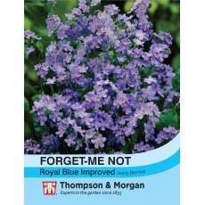 Forget-me-not Royal Blue Improved