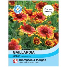 Gaillardia Goblin