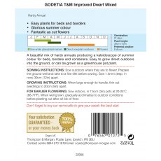 Godetia Improved Dwarf Mixed