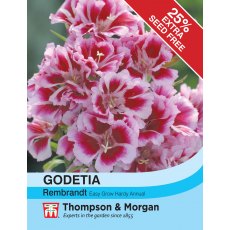 Godetia Rembrandt