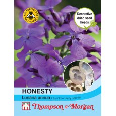 Honesty (Lunaria or Silver Dollar)