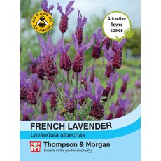 Lavender French