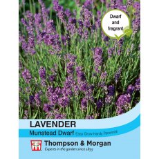 Lavender Munstead Dwarf