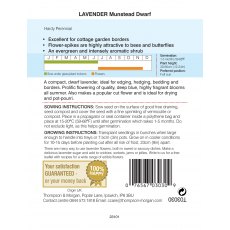 Lavender Munstead Dwarf