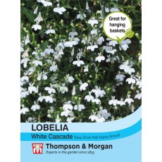 Lobelia (Trailing) White Cascade