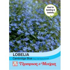 Lobelia Cambridge Blue