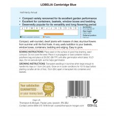 Lobelia Cambridge Blue