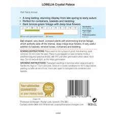 Lobelia Crystal Palace