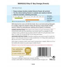 Marigold Boy O Boy Orange (French)