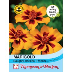 Marigold Naughty Marietta (French)