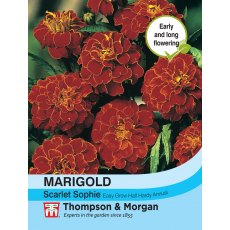 Marigold Scarlet Sophie (French)