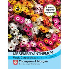 Mesembryanthemum Magic Carpet Mixed