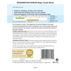 Mesembryanthemum Magic Carpet Mixed