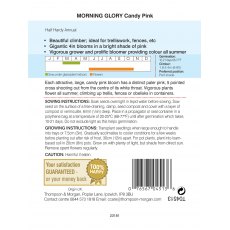 Morning Glory Candy Pink