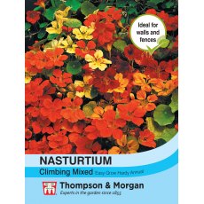 Nasturtium Climbing Mixed