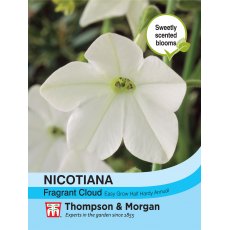 Nicotiana Fragrant Cloud