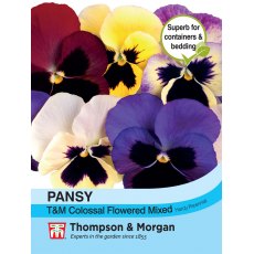 Pansy T&M Colossal Flowered Mixed