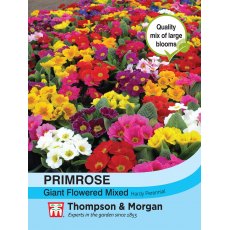 Primrose T&M Special Giant Flowered Mixed