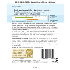 Primrose T&M Special Giant Flowered Mixed