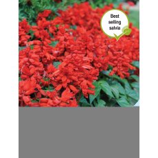 Salvia Blaze of Fire