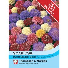 Scabiosa Dwarf Double Mixed