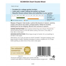 Scabiosa Dwarf Double Mixed