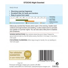 Stocks Night Scented