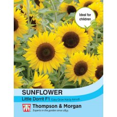 Sunflower Little Dorrit F1 Hybrid