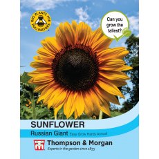 Sunflower Russian Giant