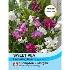 Sweet Pea Everlasting Mixed (Lathyrus)