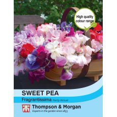 Sweet Pea Fragrantissima