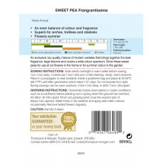 Sweet Pea Fragrantissima