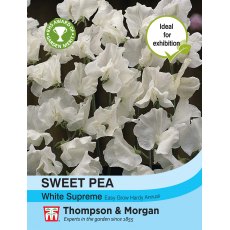 Sweet Pea White Supreme