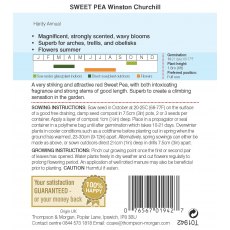 Sweet Pea Winston Churchill