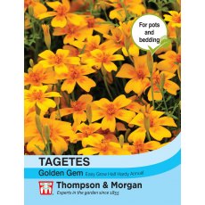 Tagetes Golden Gem