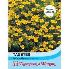 Tagetes Lemon Gem