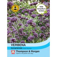 Verbena bonariensis Verbena bonariensis