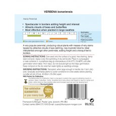 Verbena bonariensis Verbena bonariensis